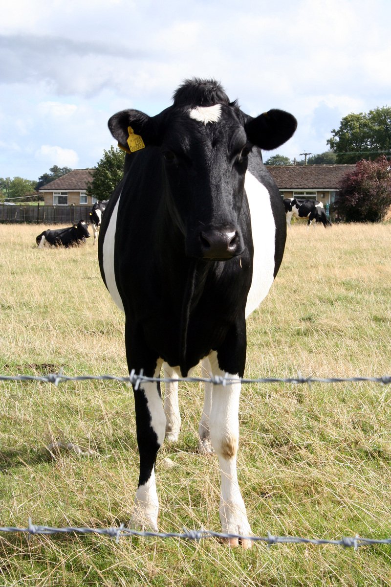 a black and white cow is standing in the field