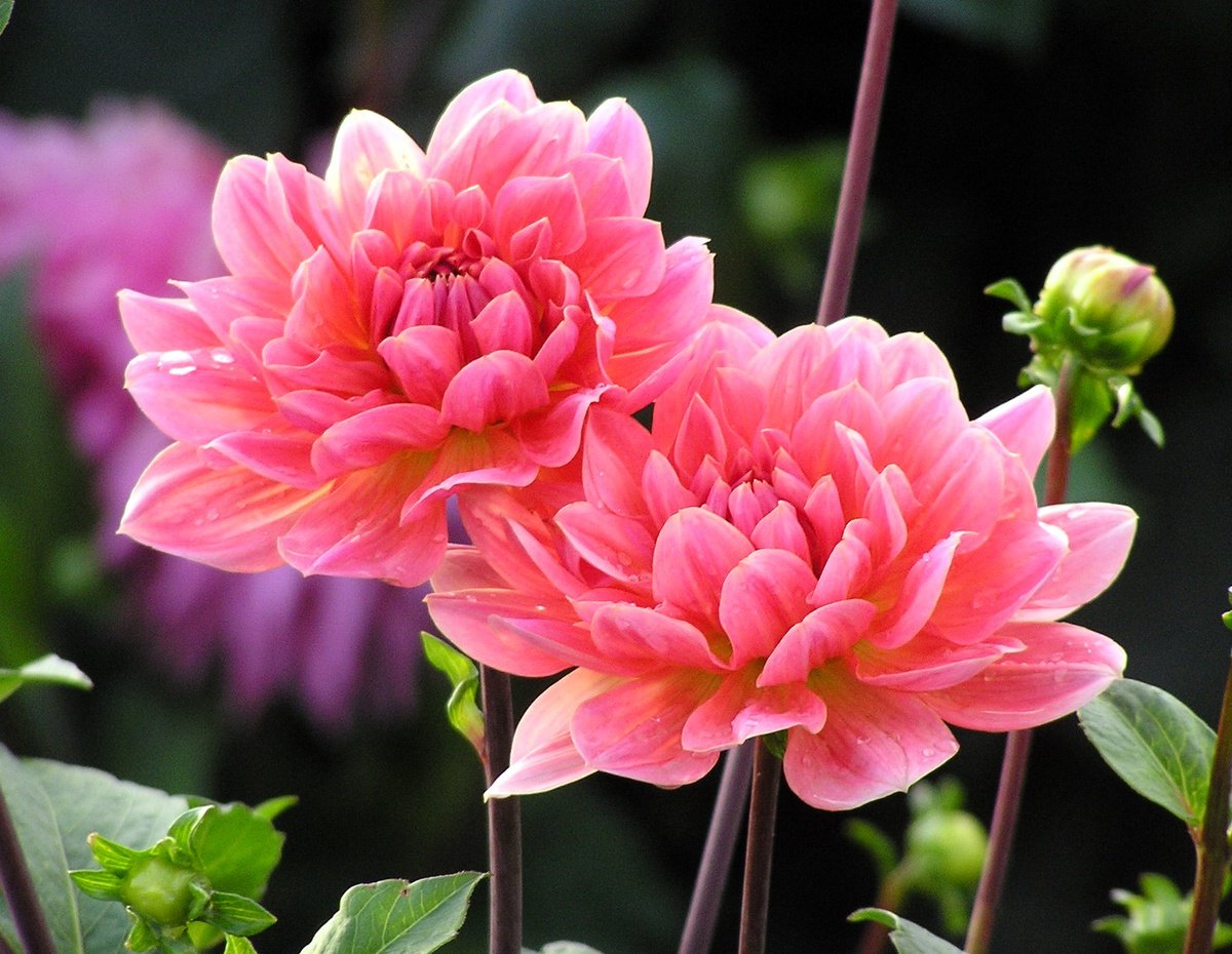 pink flowers growing in an garden with green leaves