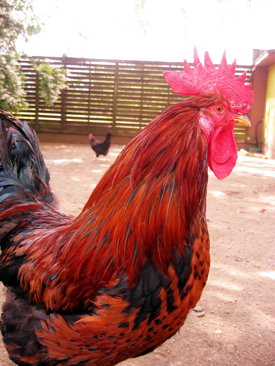 a rooster in an area with two chickens