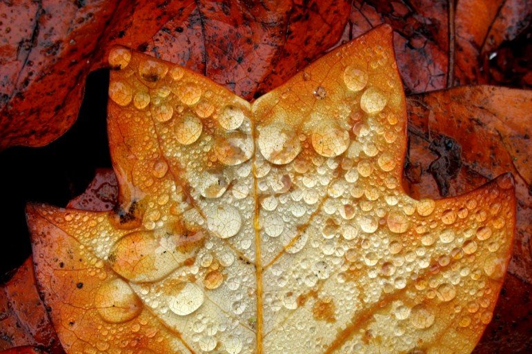 rain drops cover a leaf in a woodland environment