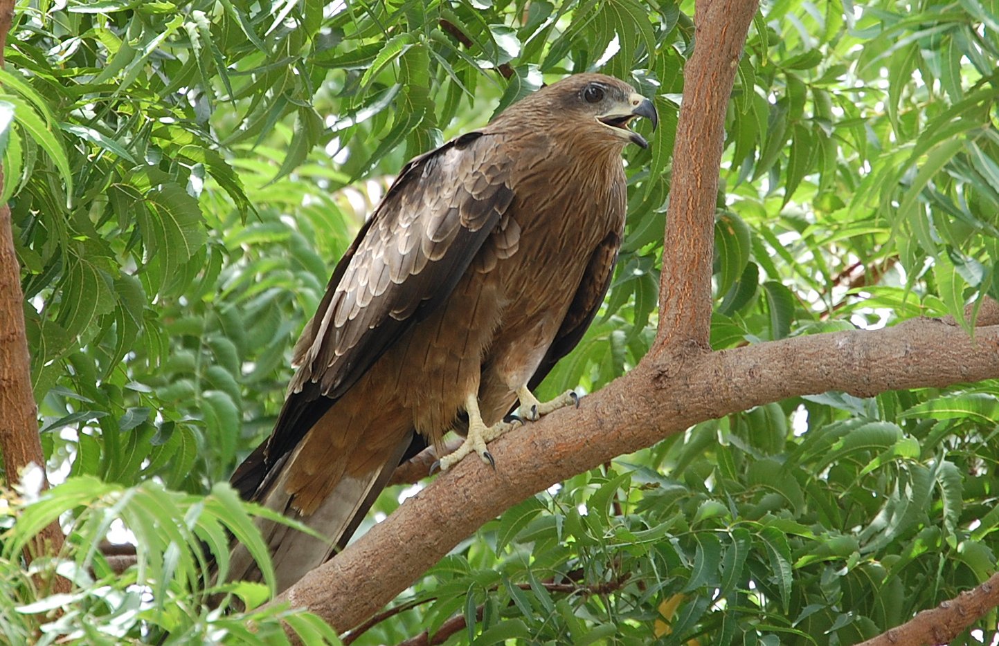 a hawk perched on a tree nch in the forest