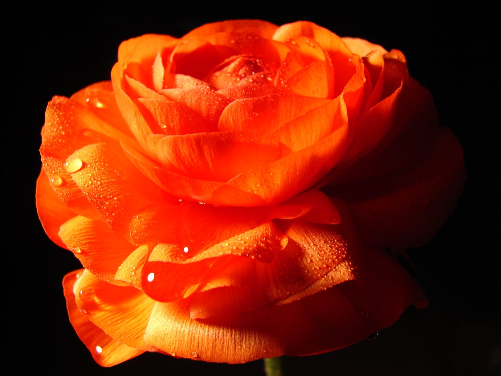 orange rose is pographed with its dew drops