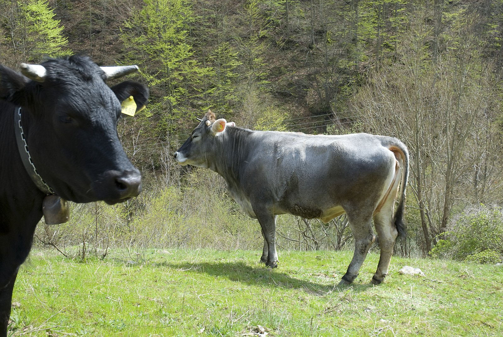 two cows standing together in the grass outside