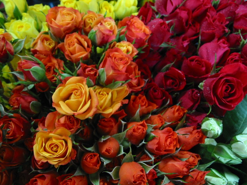 a close up image of many different colored roses