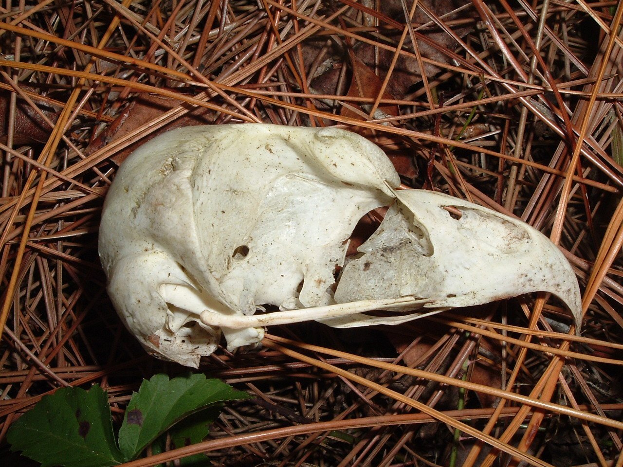 a very small animal skull is on the ground
