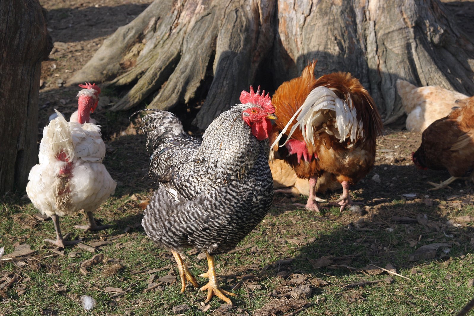 a group of chickens in front of a large tree stump