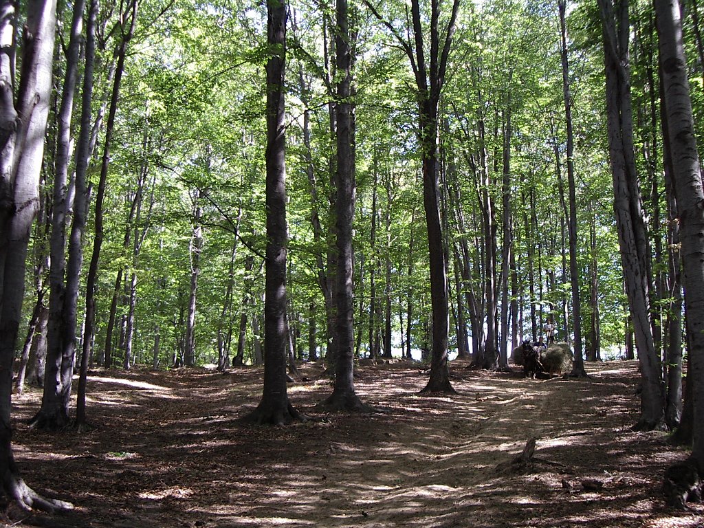 there is a small forest of tall trees