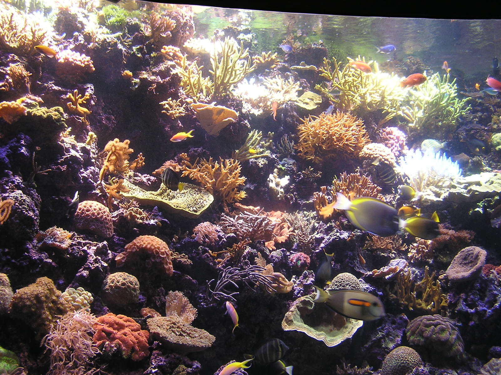 many colorful fish swimming in the water above a coral reef