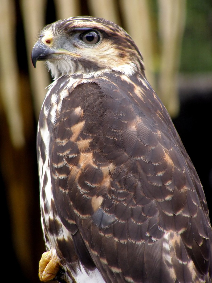 a large brown and white bird is staring