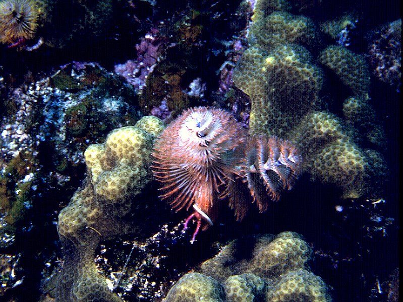 an underwater pograph of a porcelant hiding in algae