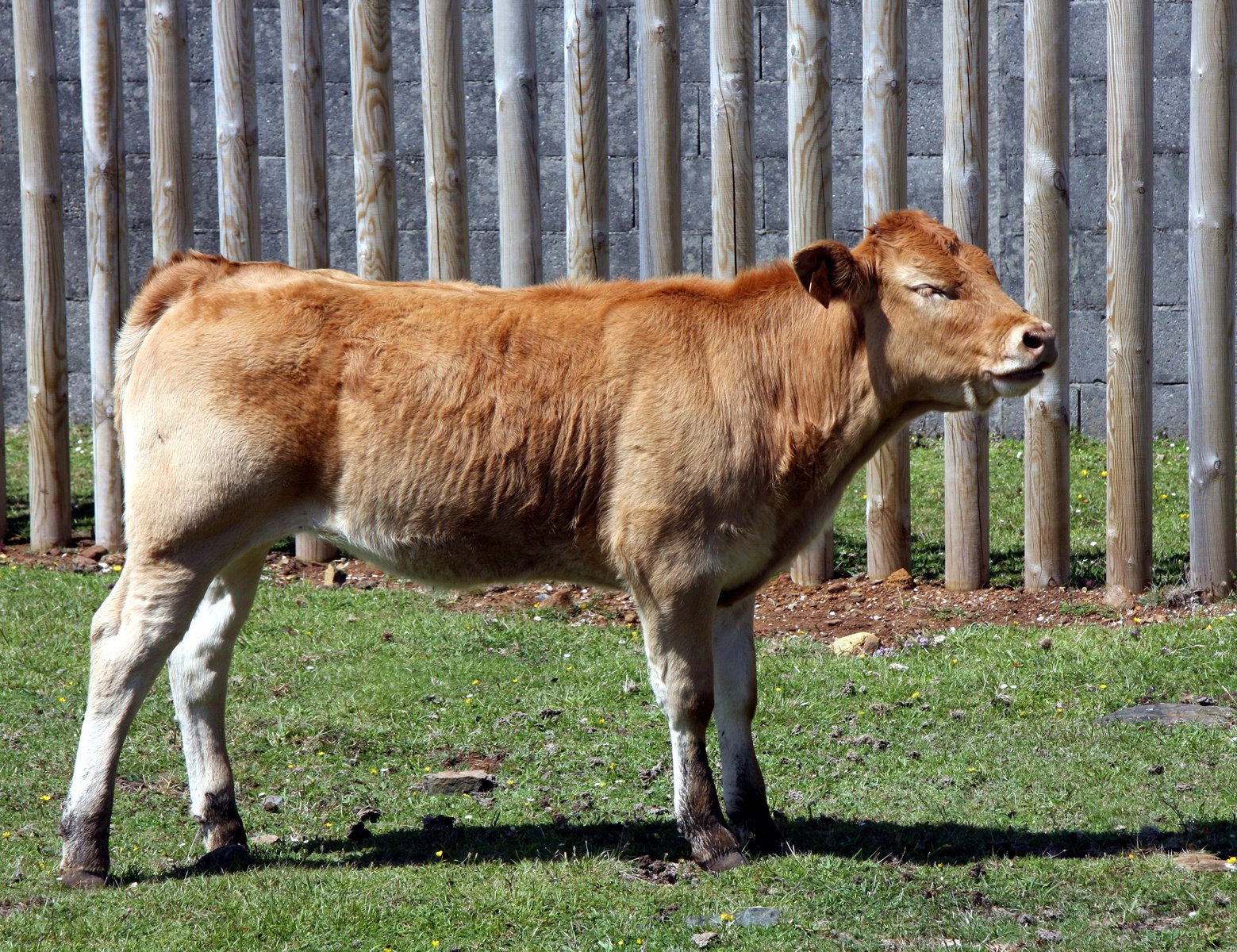 a brown cow standing in the grass by a fence