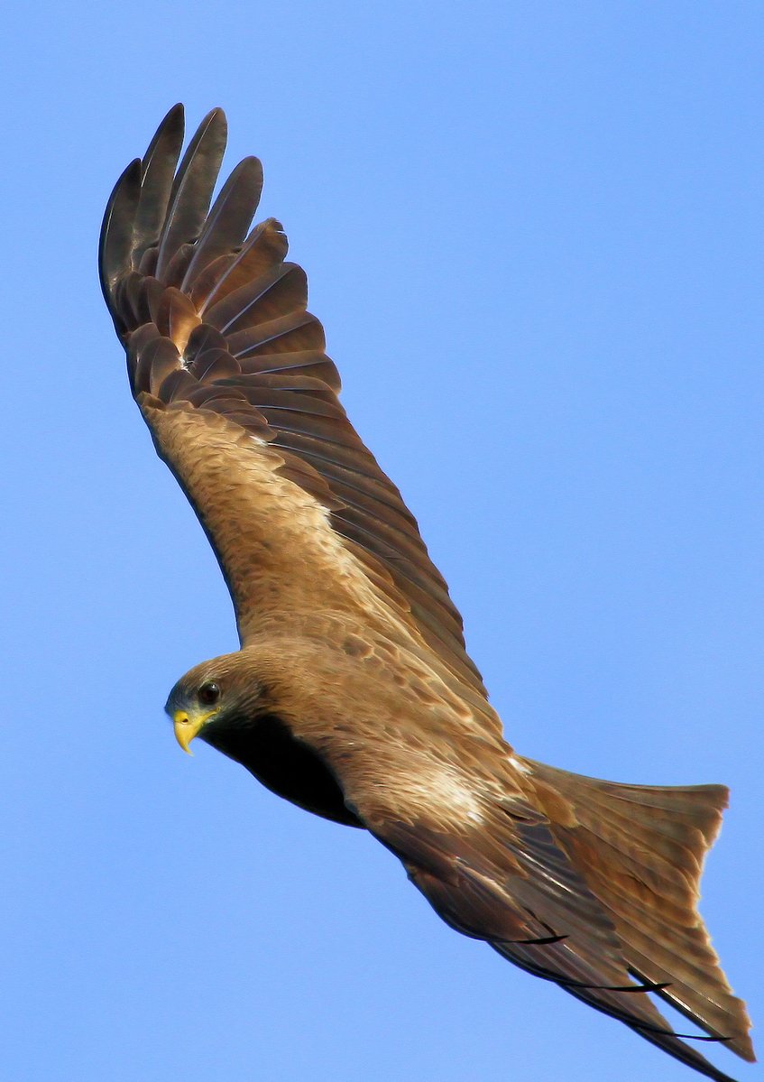 a large bird flying in the sky with its spread wings