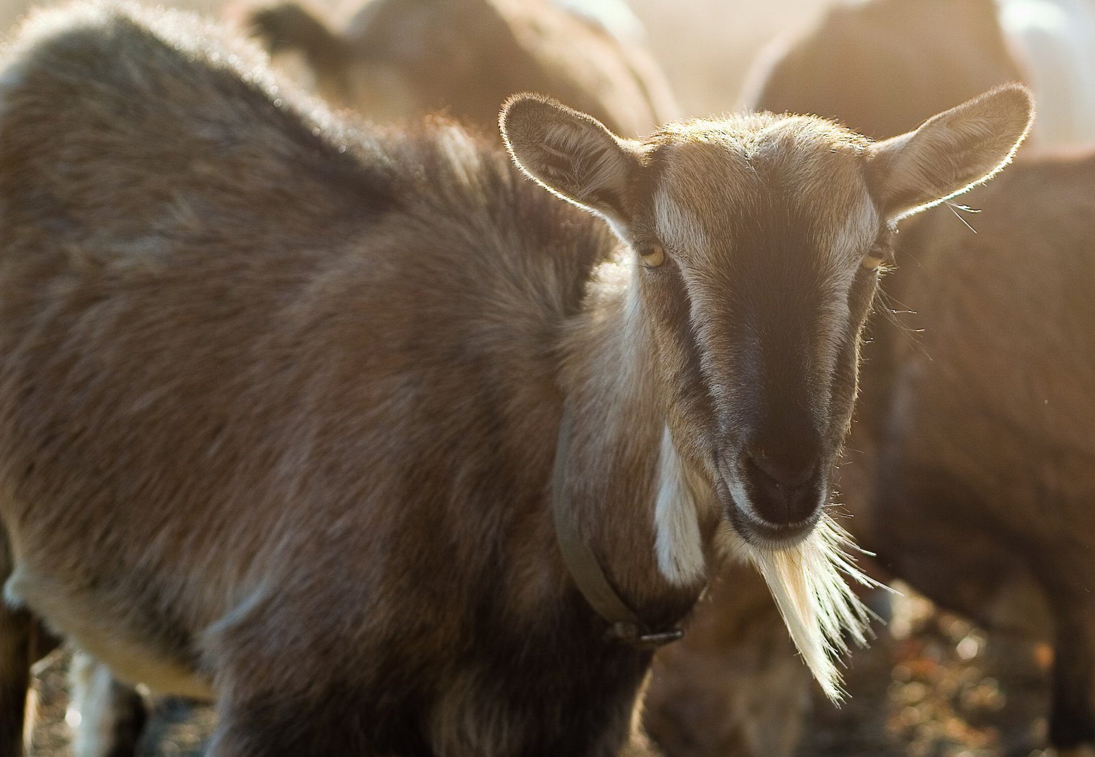 an animal standing outside near other animals