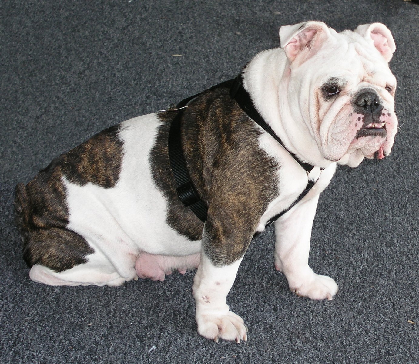 a brown and white dog sits on the ground