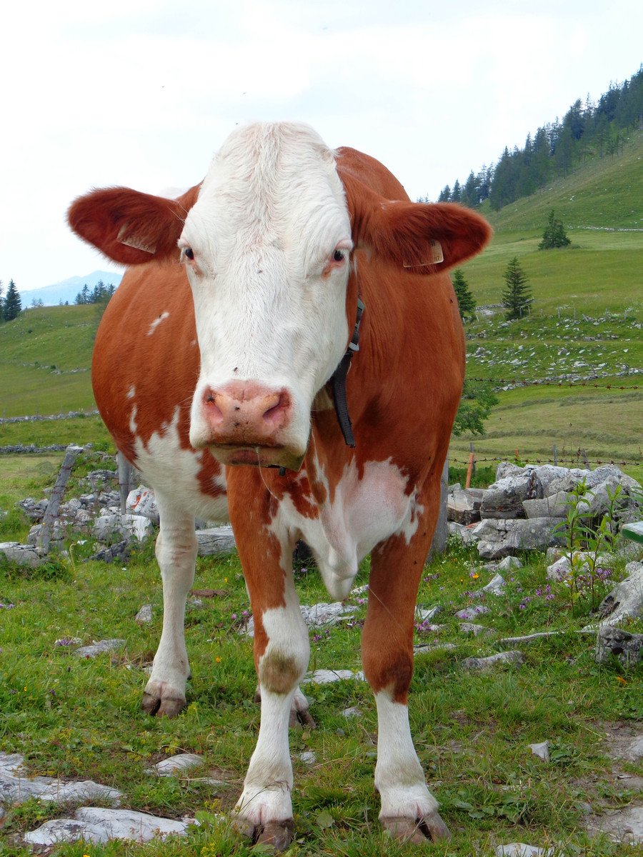 brown and white cow standing in a field