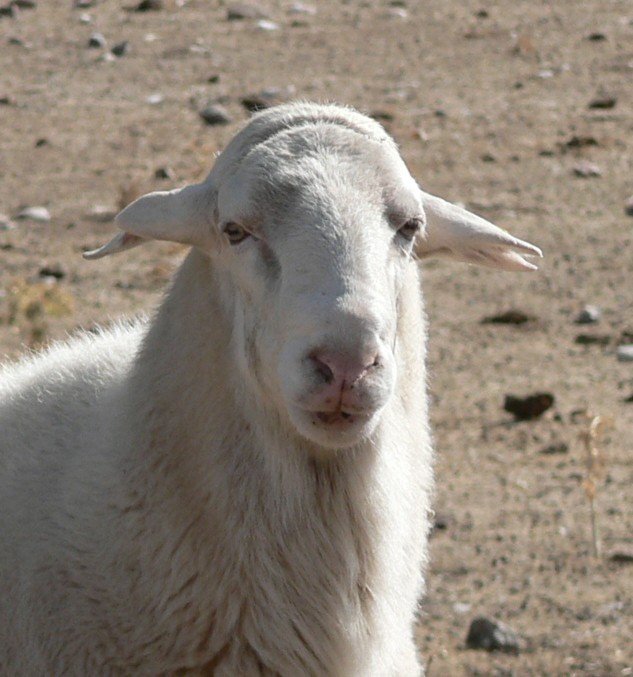 a white sheep standing on top of a dirt field