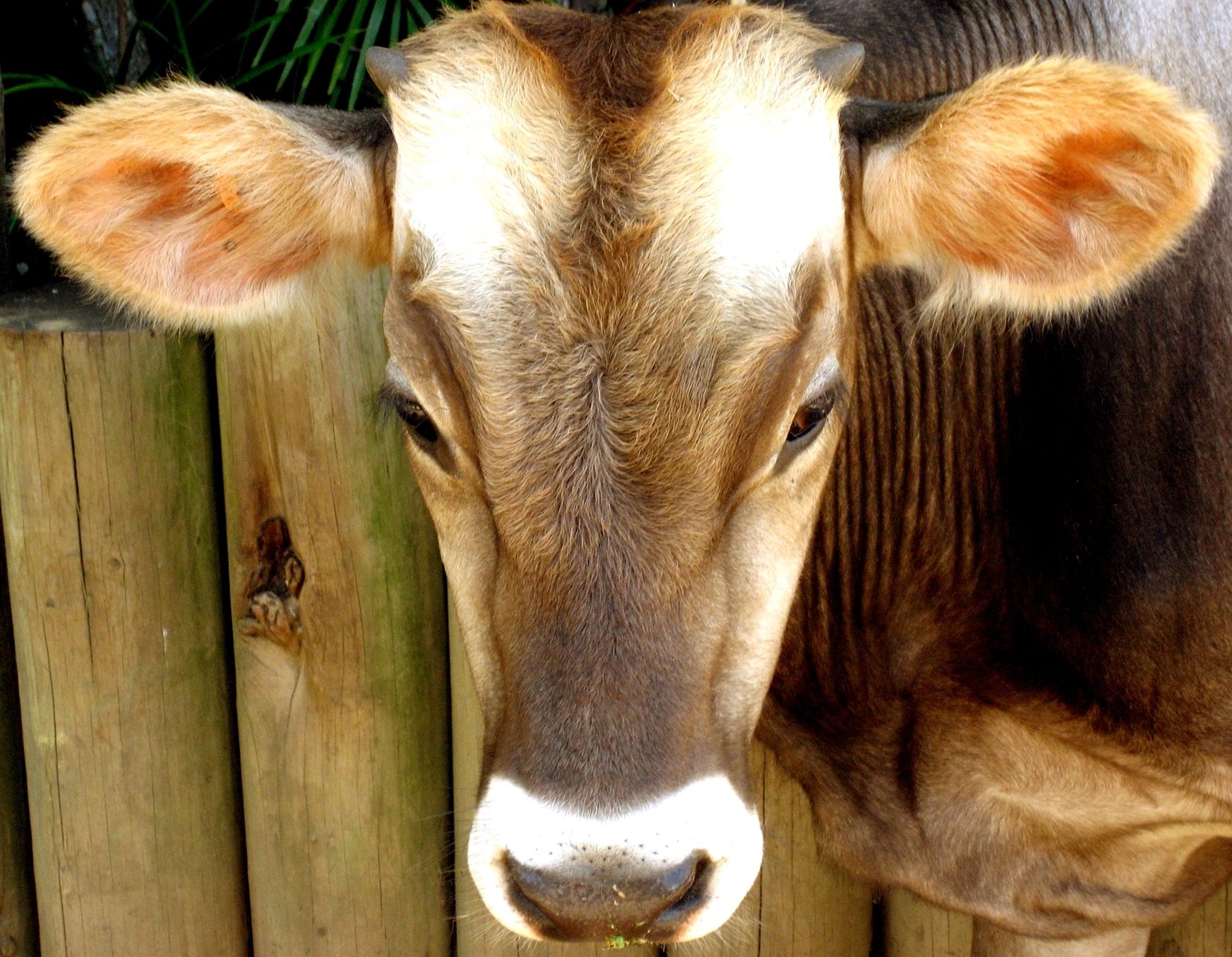 the cow is standing next to the wooden fence