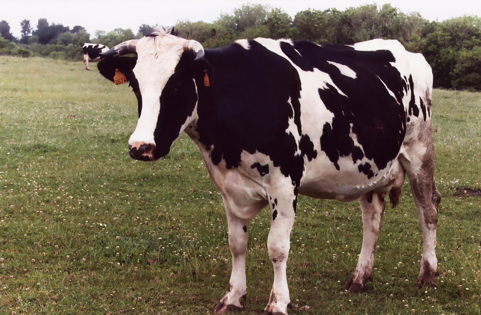 a black and white cow standing on a lush green field