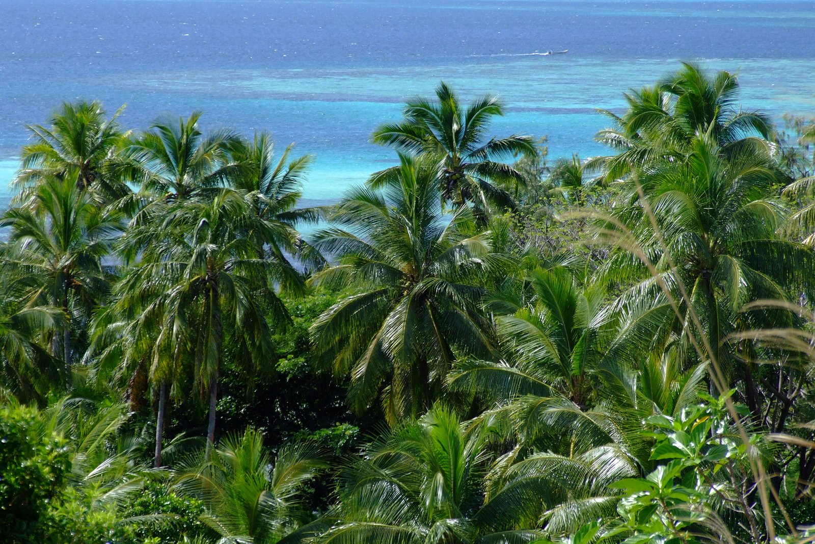 an aerial view of palm trees and the ocean