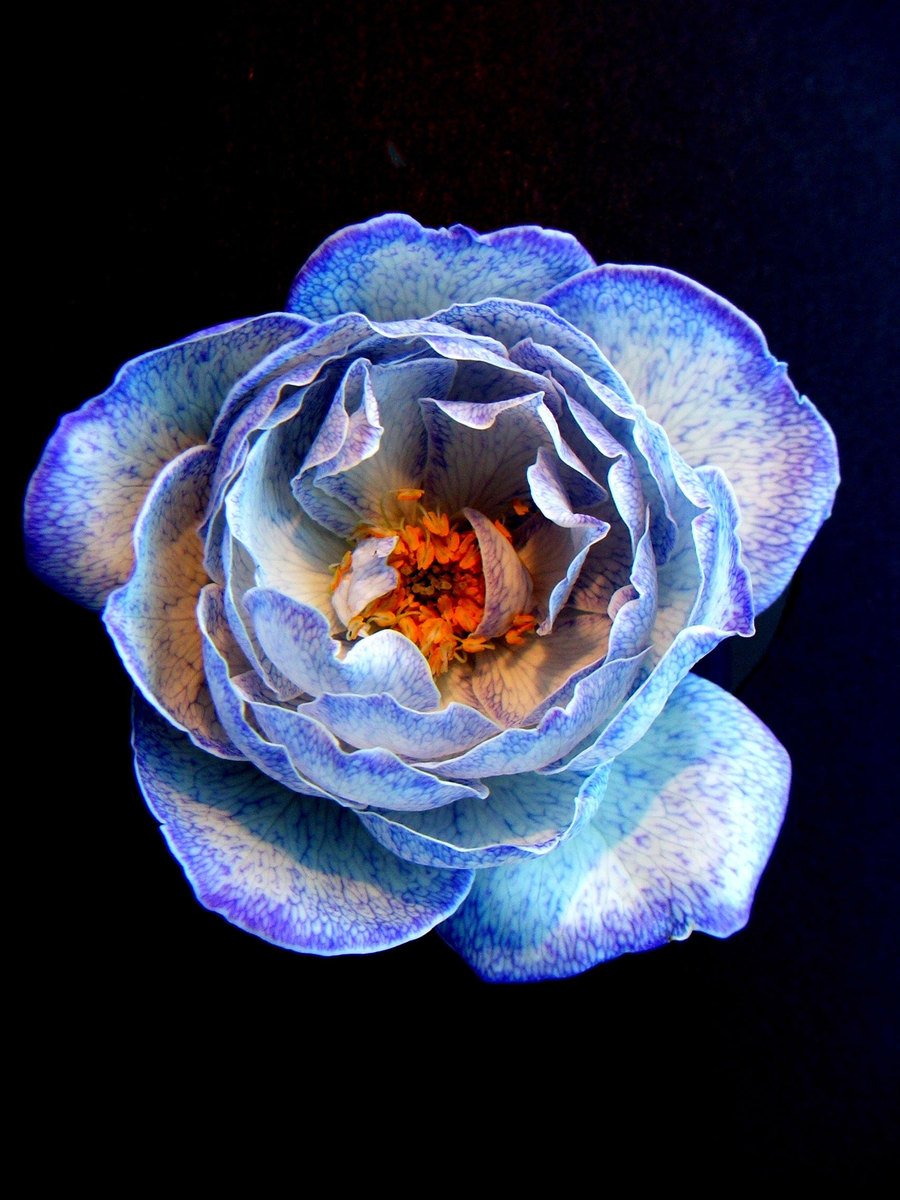 a single white and blue flower in dark water