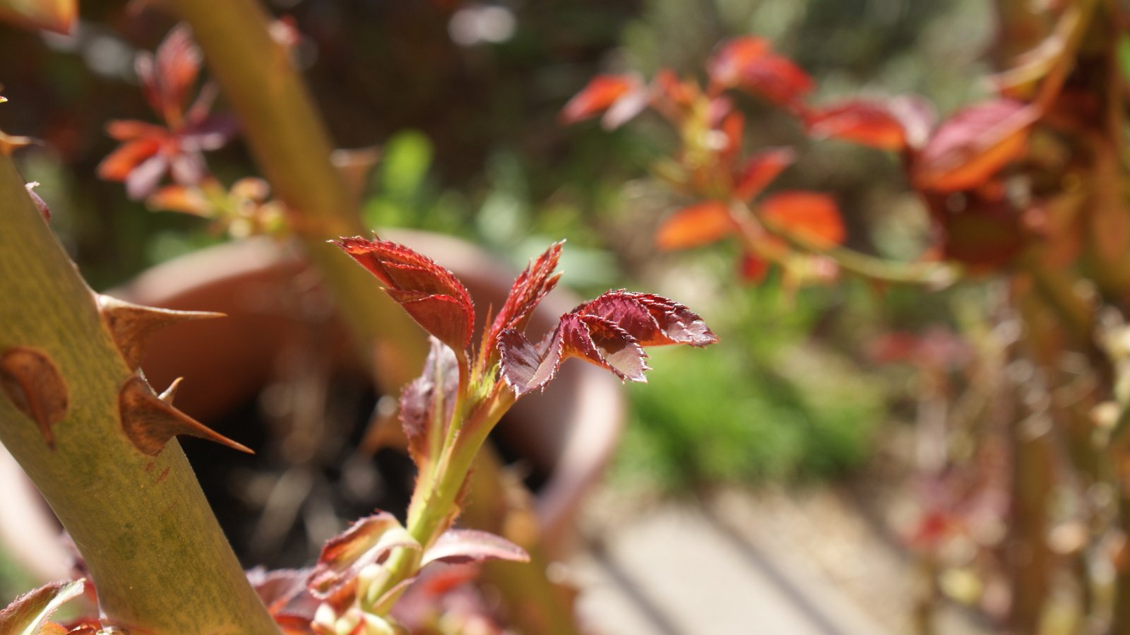 closeup of red flowers in the bush in autumn