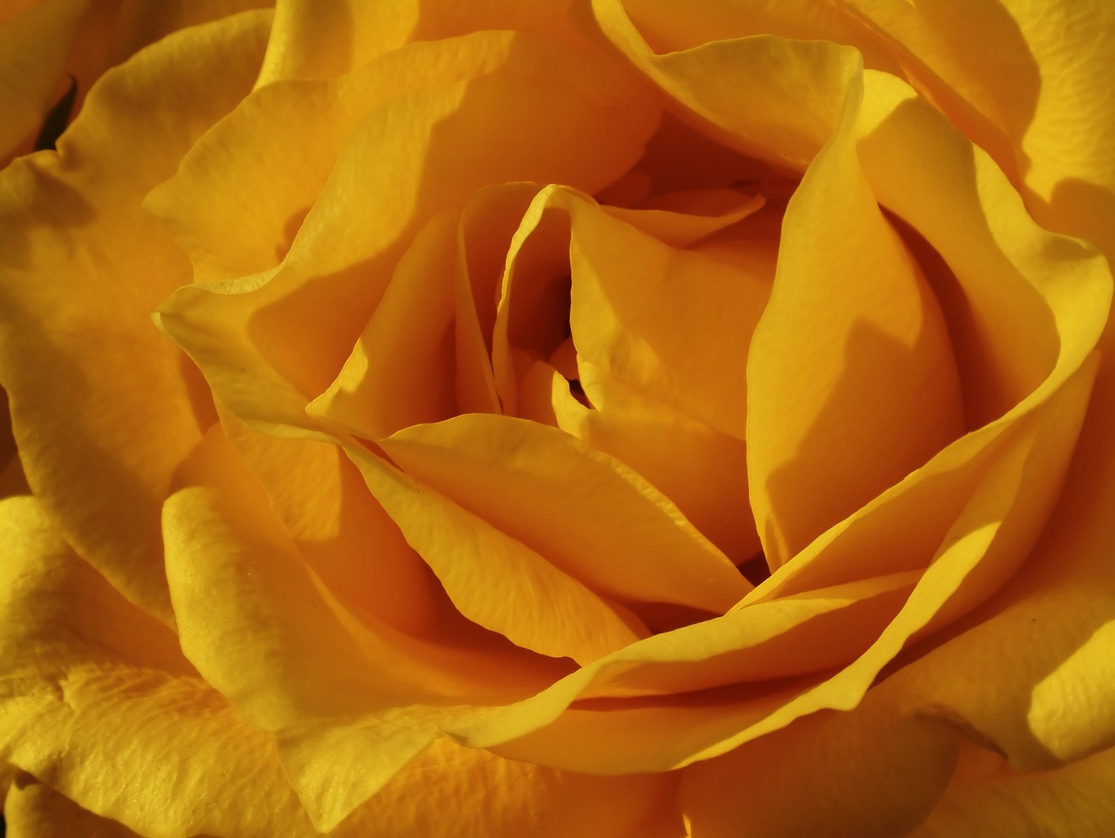 a yellow rose is in full bloom with very pretty petals