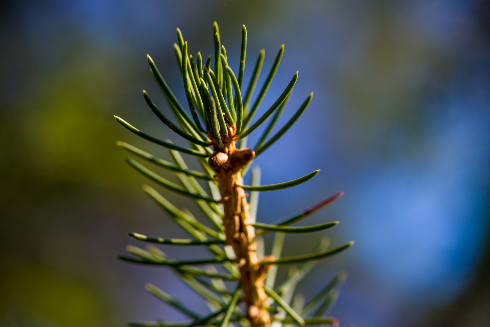 the close up of the needles on a pine tree