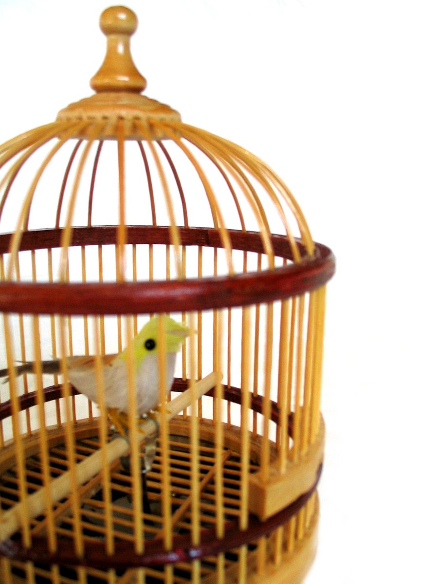 bird inside a cage in front of a white background
