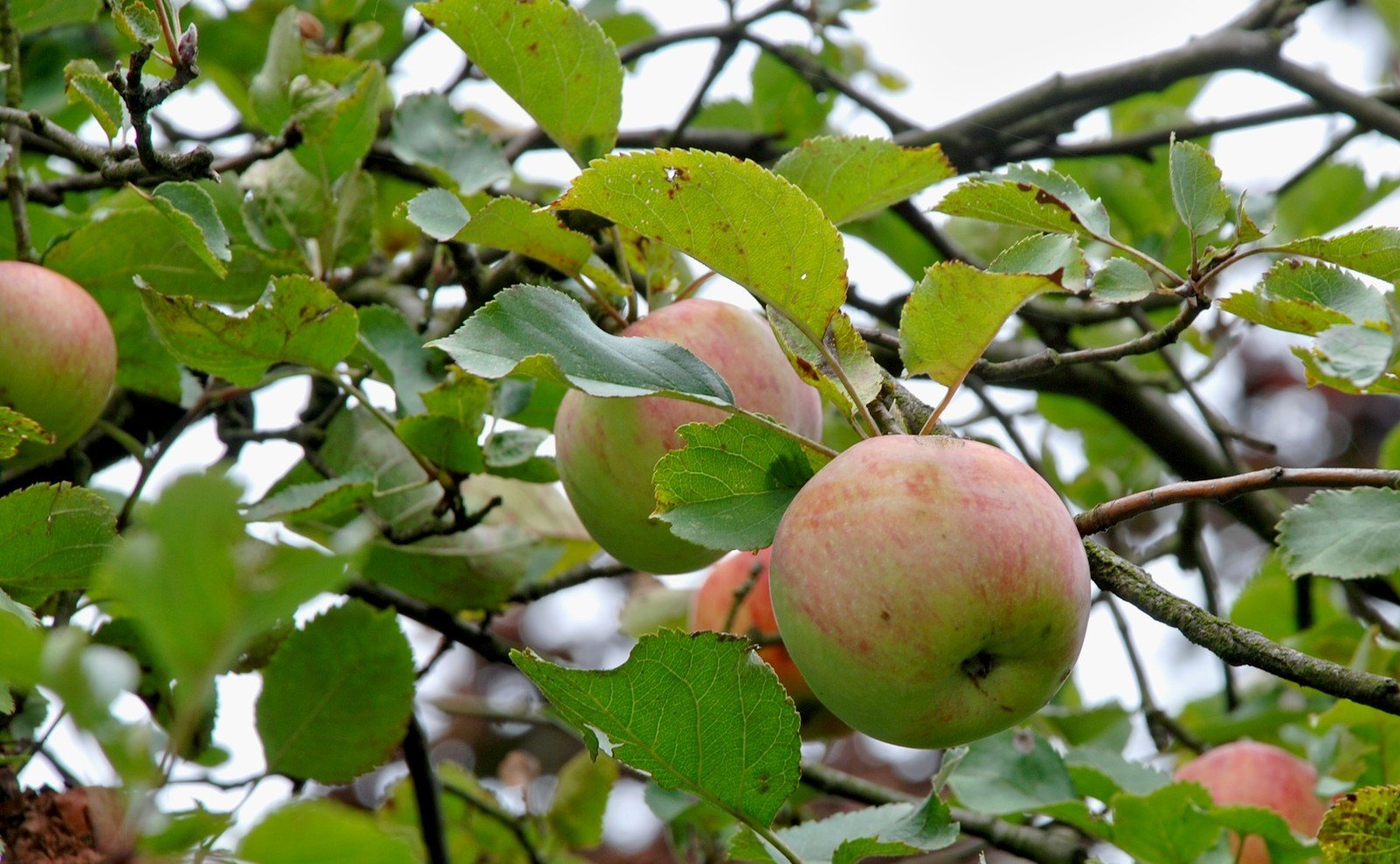 the apples are still hanging on the tree