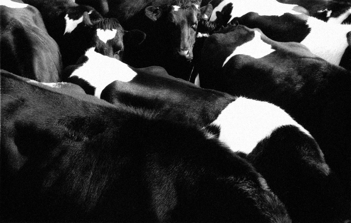 a black and white po of cows with white markings