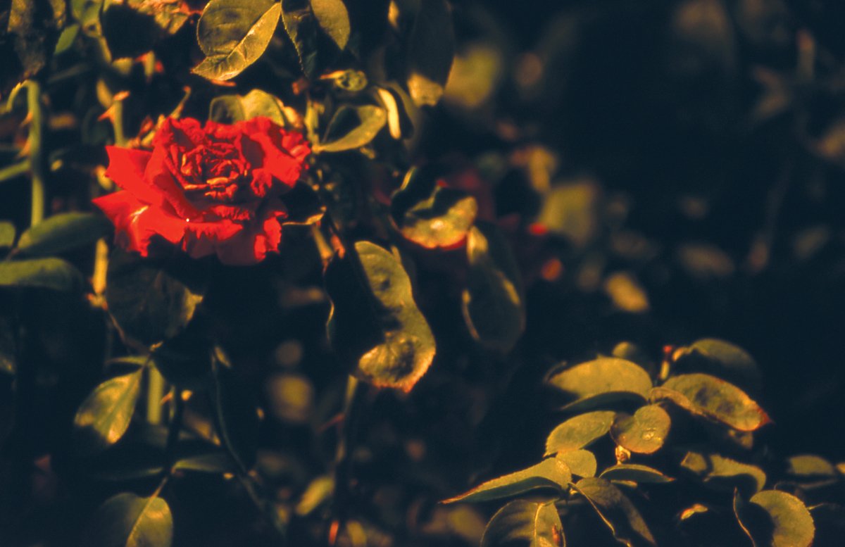 a close up view of a rose surrounded by leaves