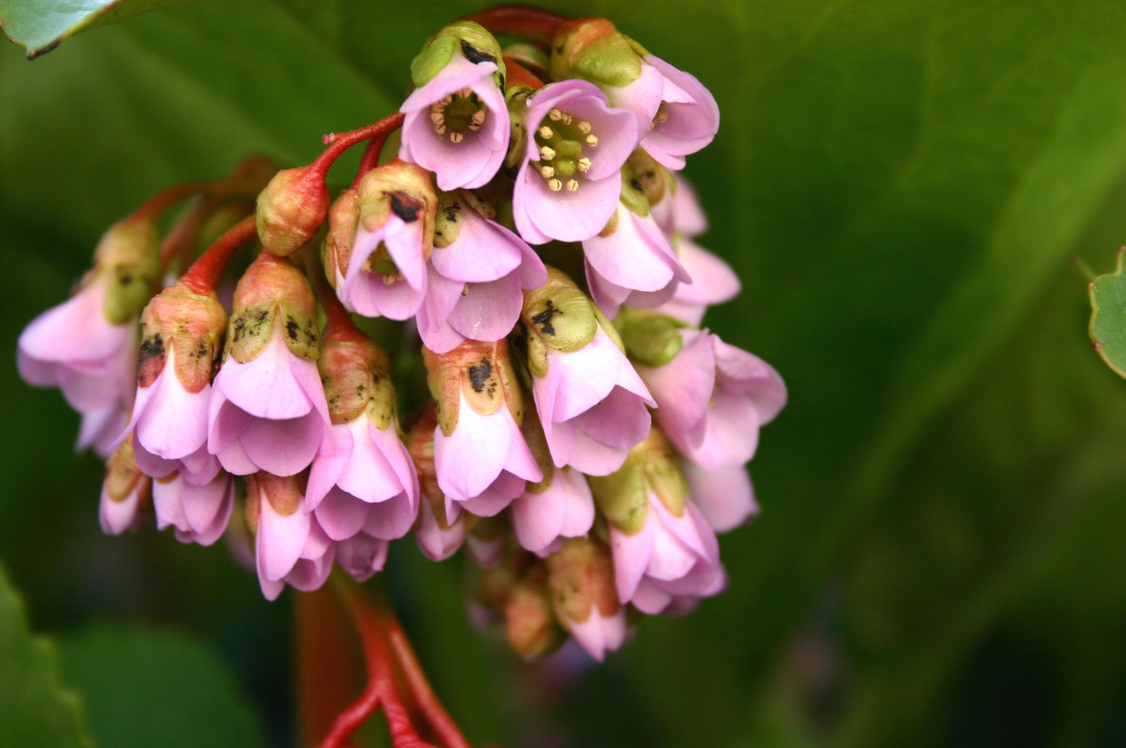 several flowers of some sort with multiple petals