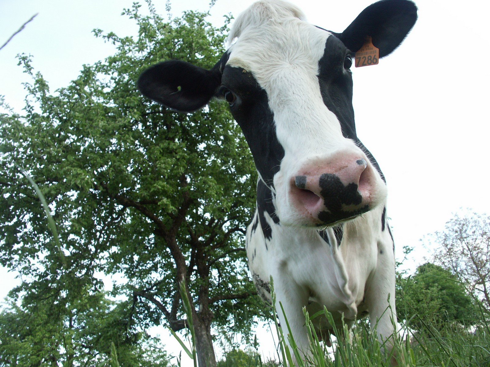 a black and white cow is standing in some grass