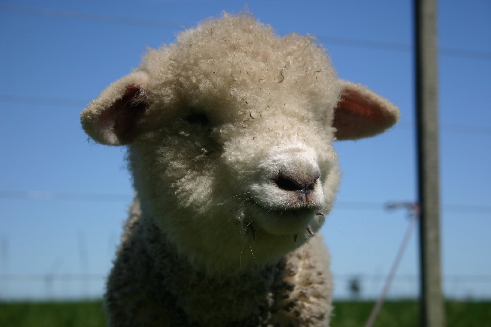 a lamb looking at the camera in a grass field