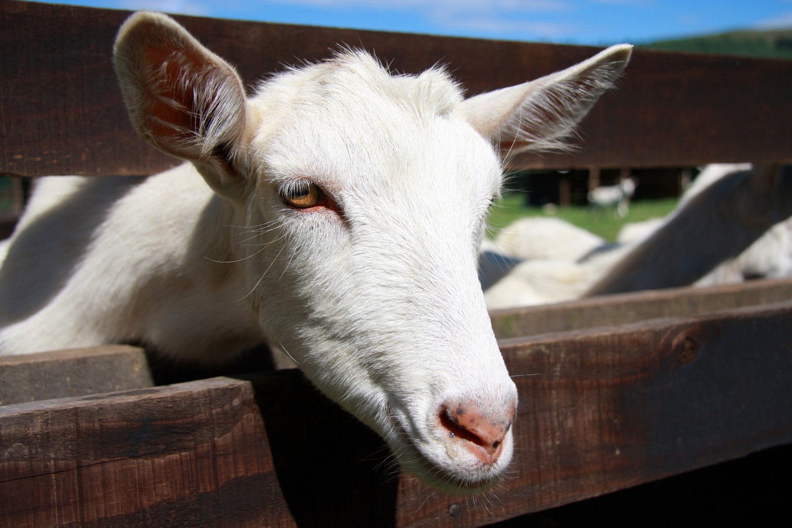 a sheep in a wooden fence looking at the camera