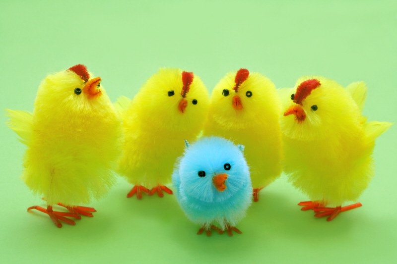 four little yellow chicks standing next to each other