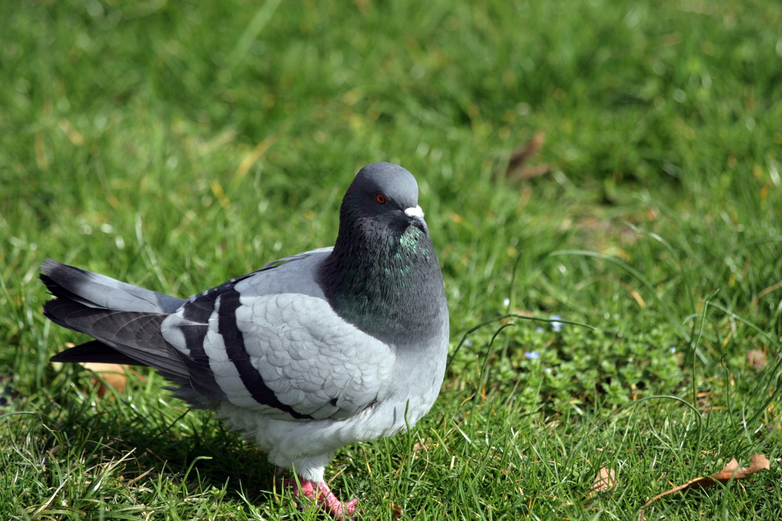a close up of a pigeon in the grass