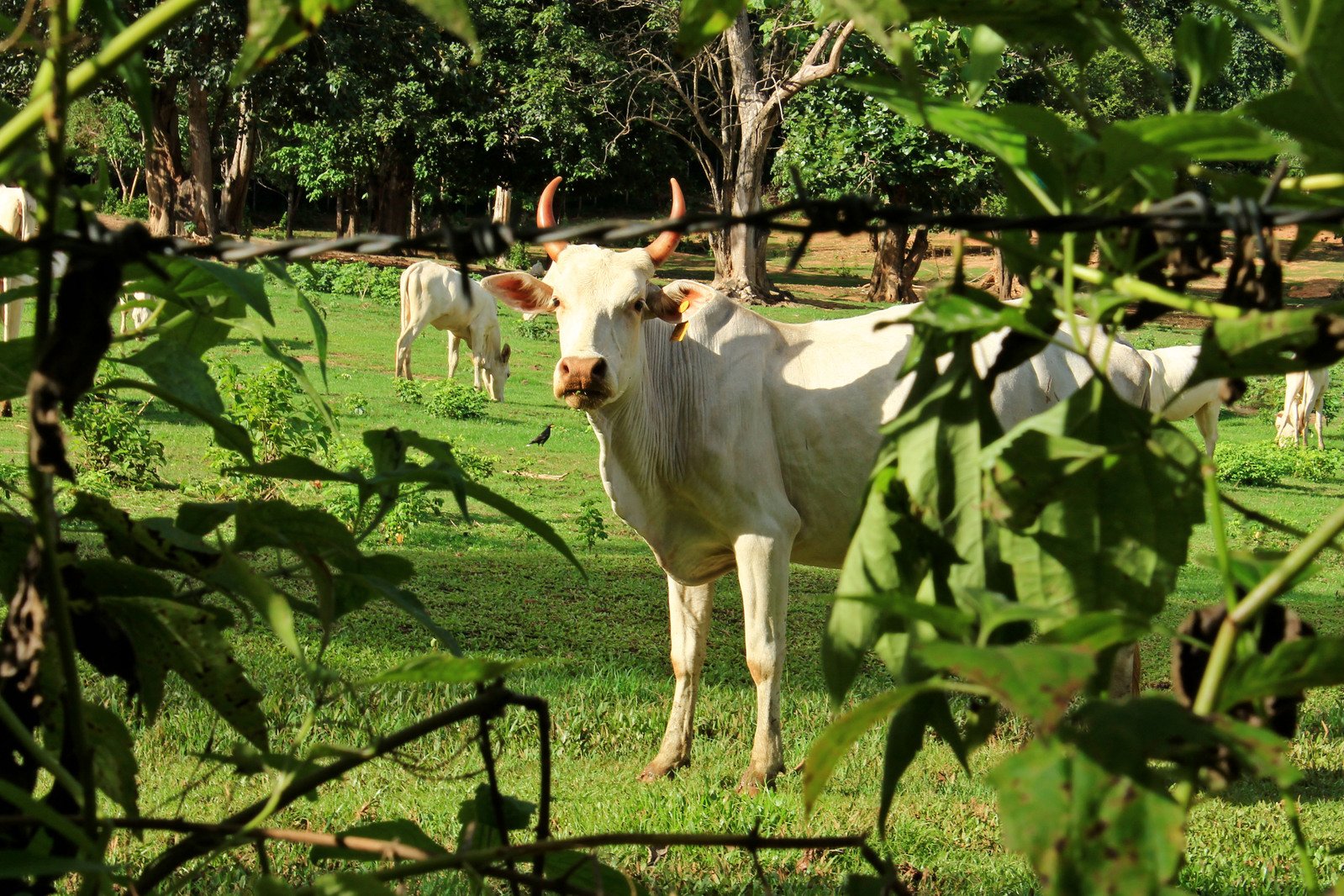 several cows are on the grass in a fenced area