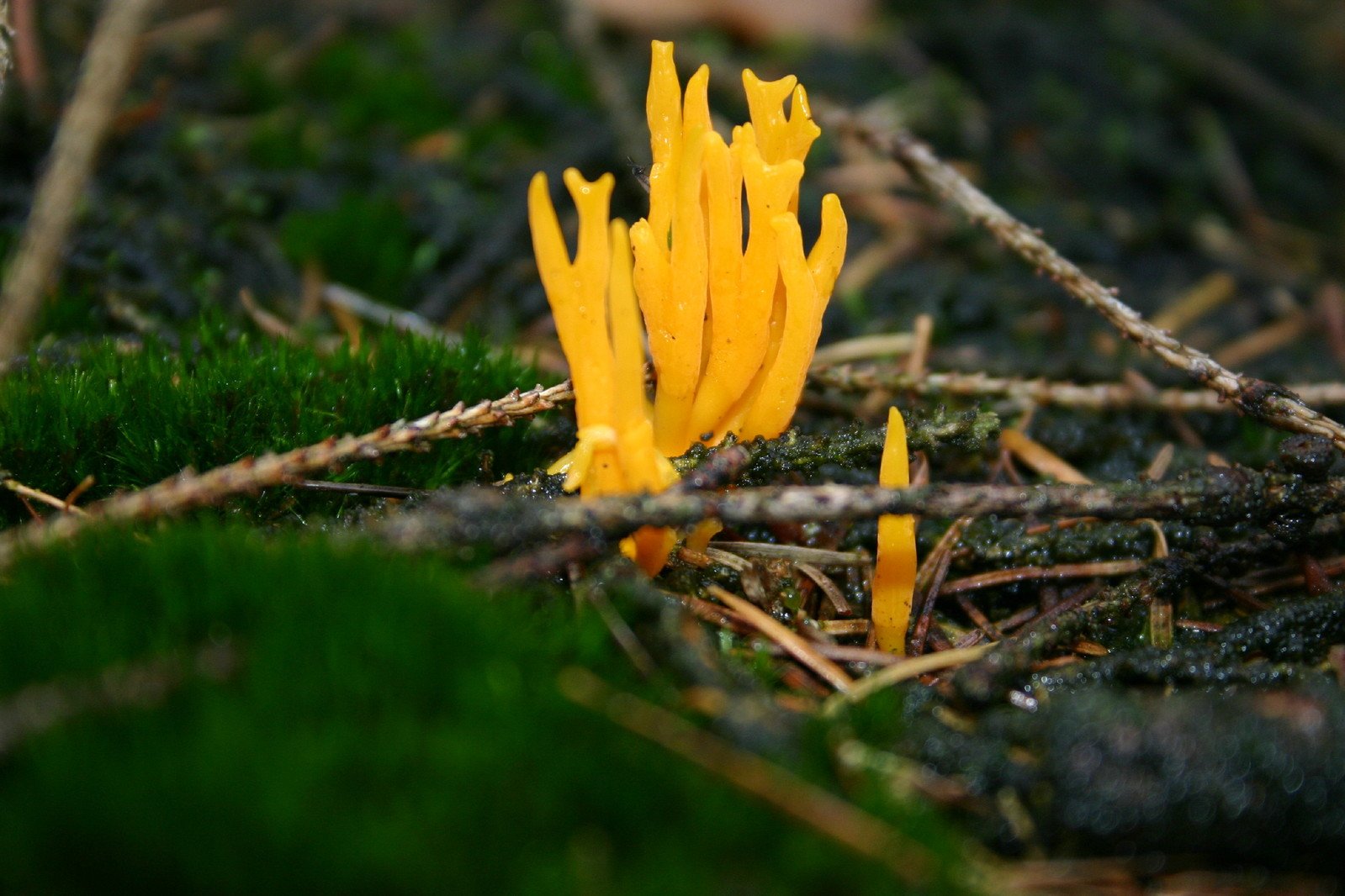 yellow mushrooms growing on the ground with moss