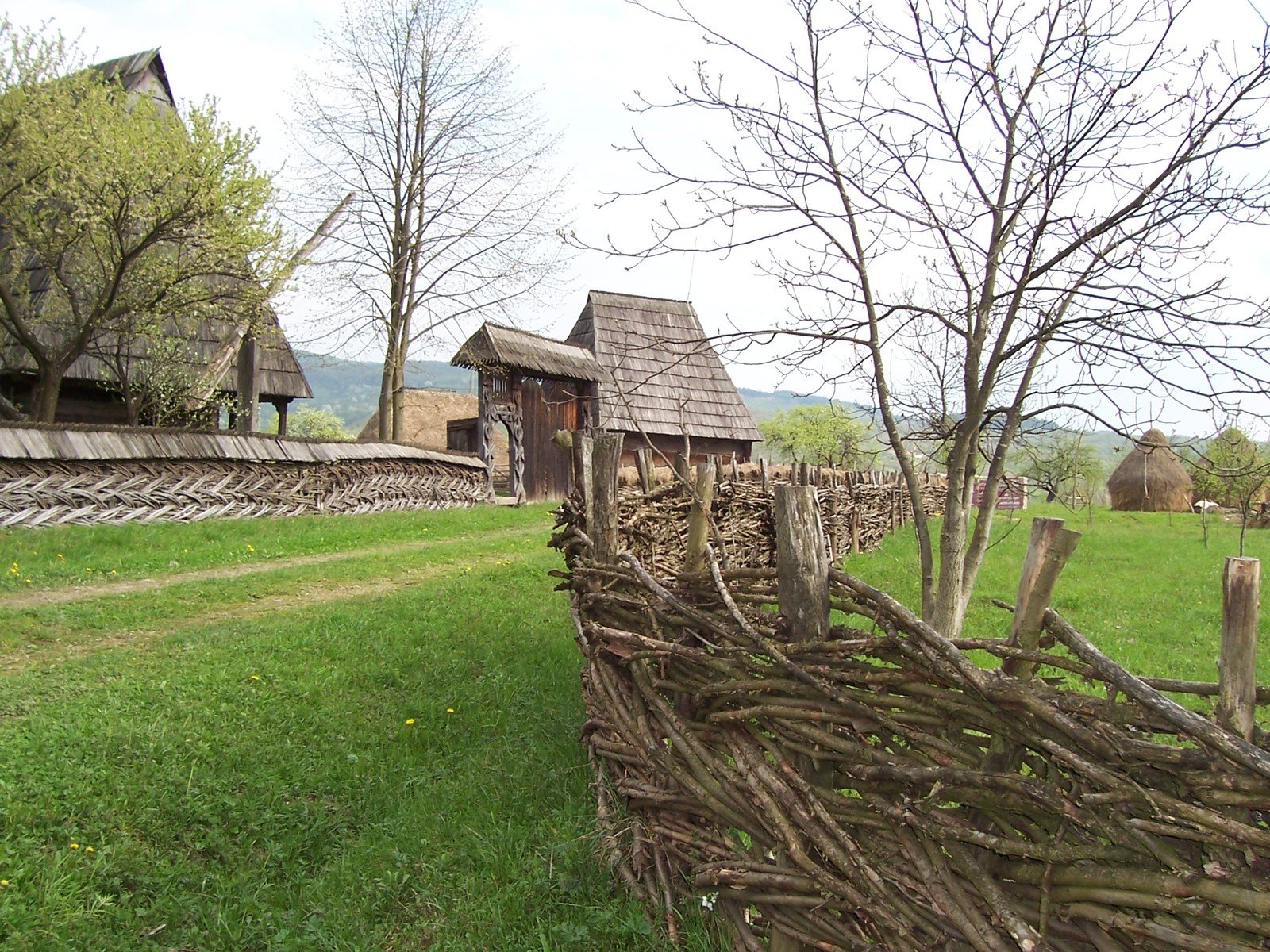 an old fence made out of sticks with trees growing around it