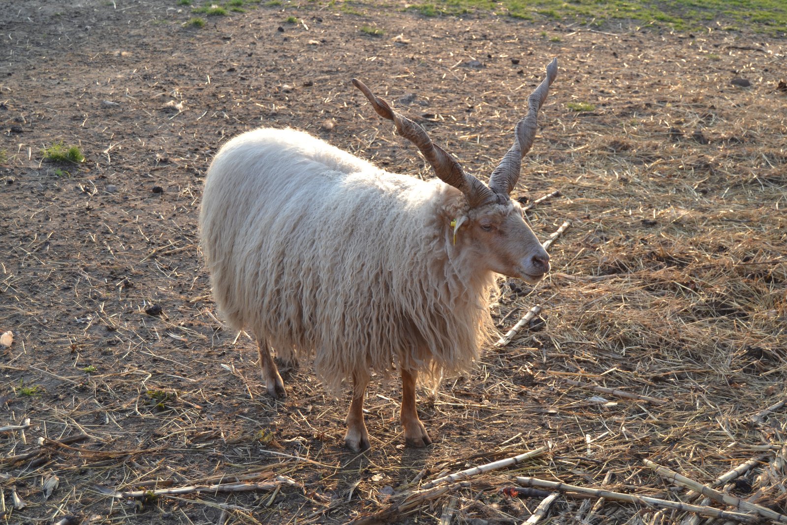 an animal that is standing on the dry grass