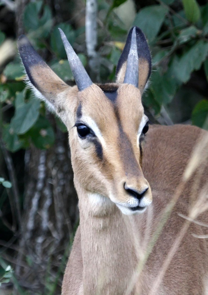 a deer with horns looking around by some trees