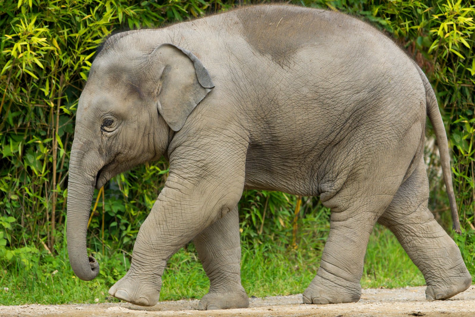 an elephant walking down a road near a forest