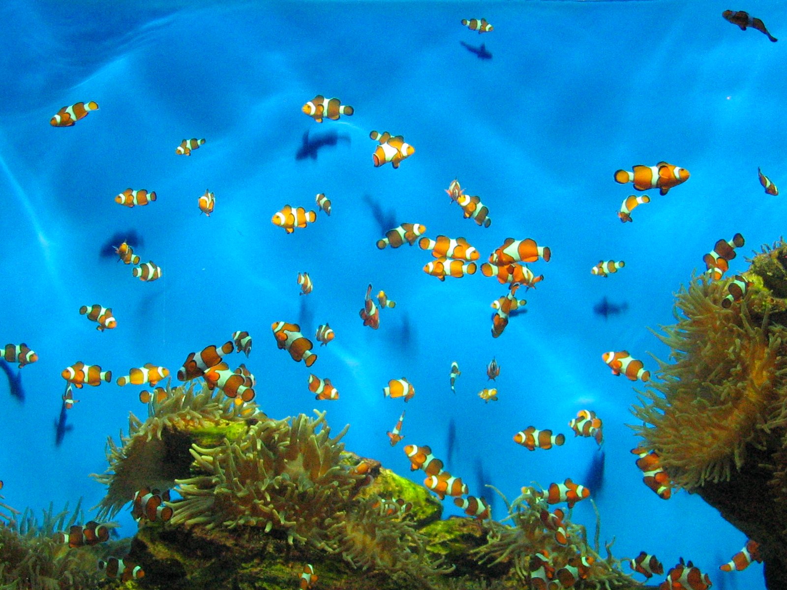 a picture of many clownfish in the blue water