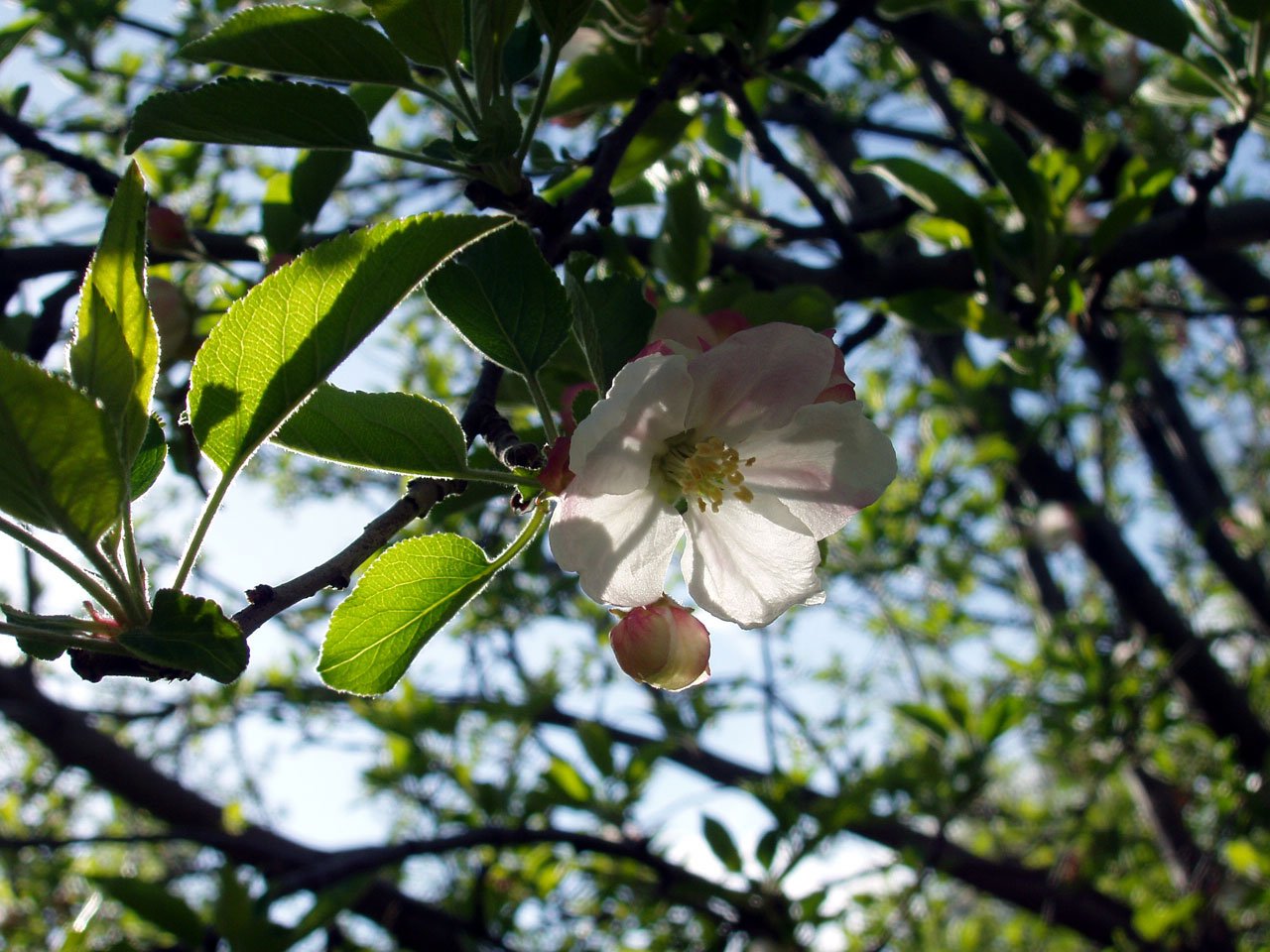 a flower that is on top of a tree nch