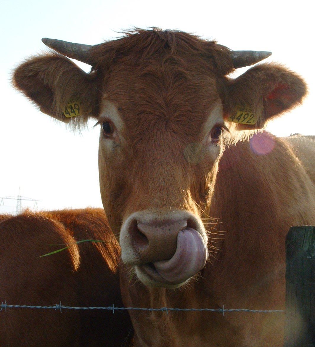 an image of a cow sticking out its tongue