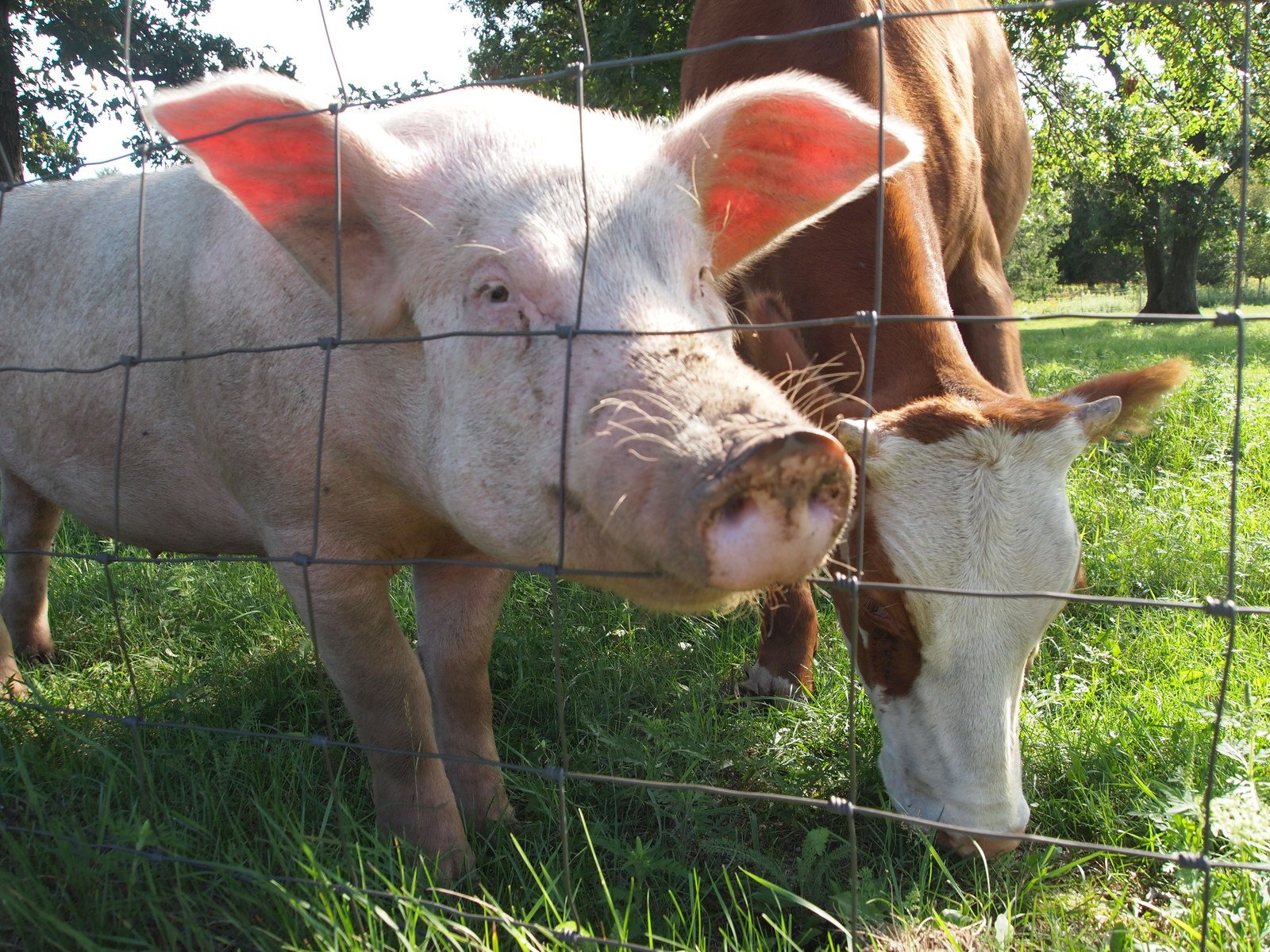 two cows in grassy field behind a wire fence
