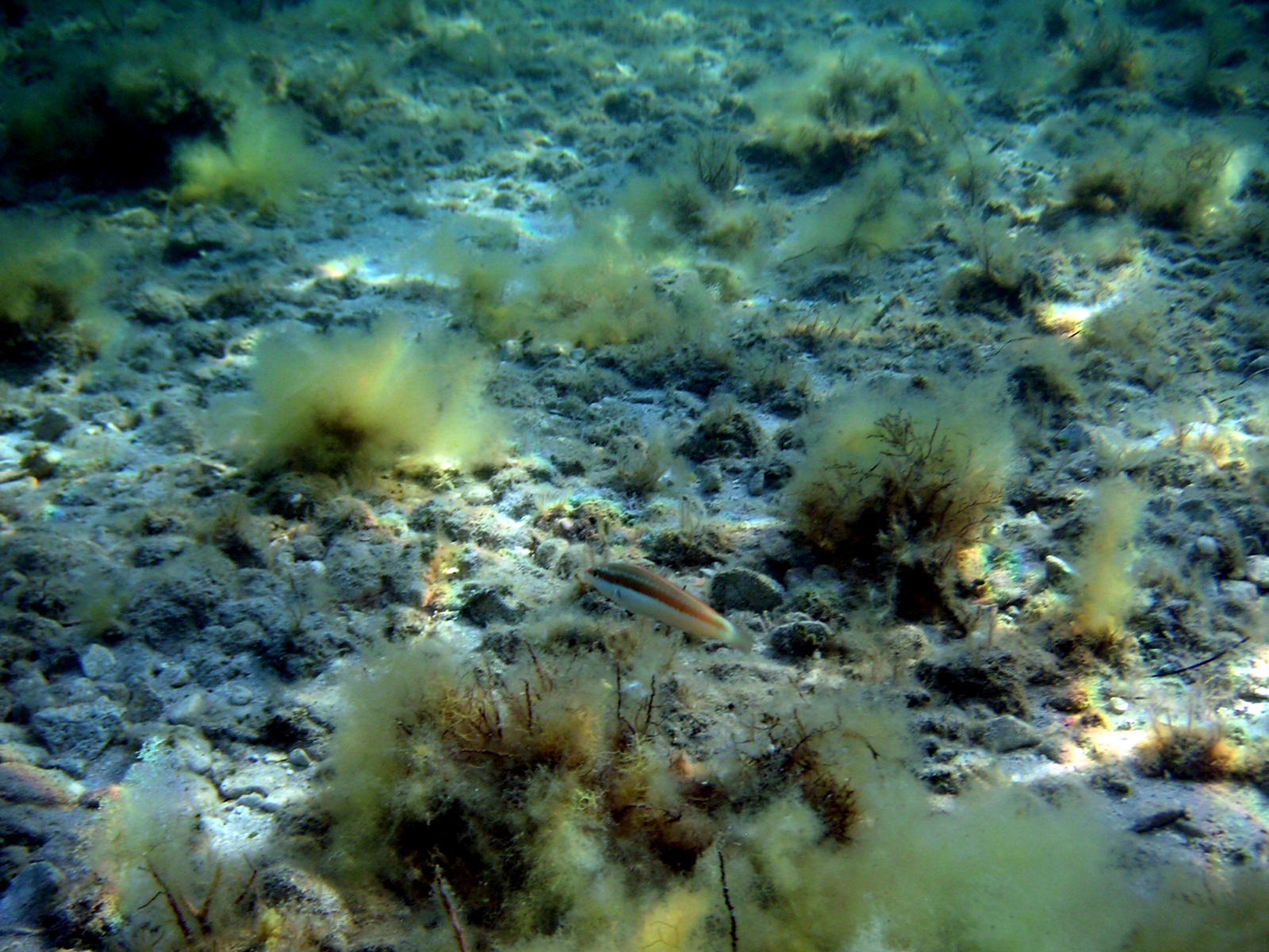 underwater sea weed on the bottom of the ocean