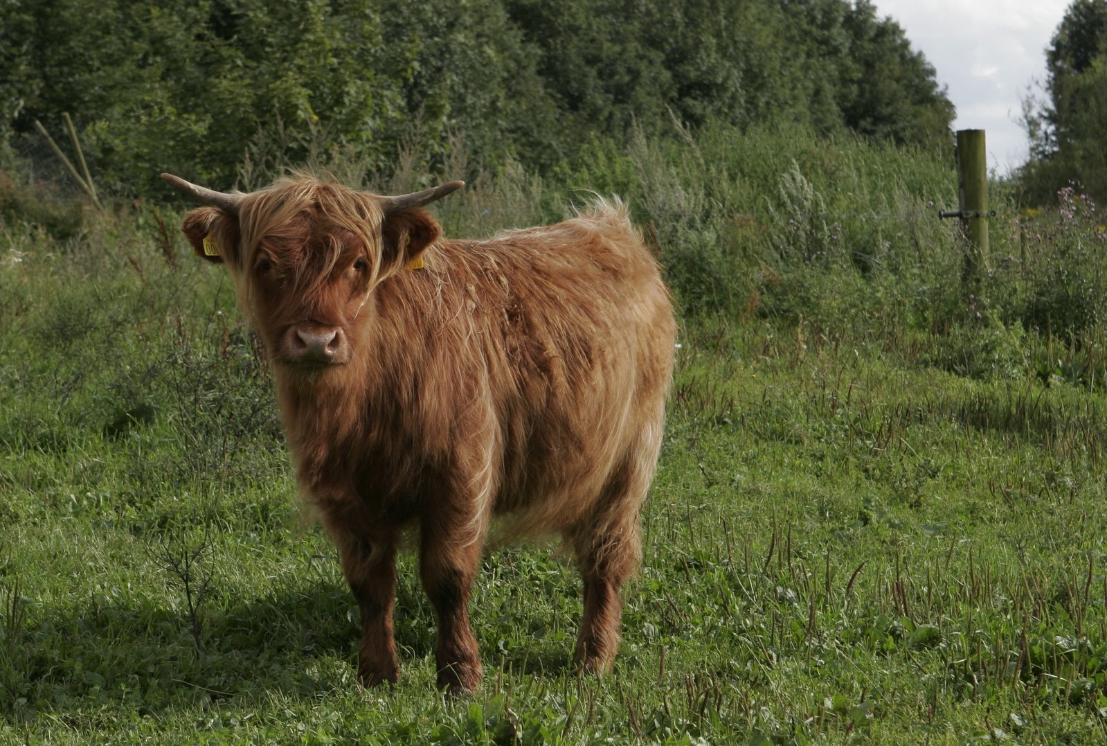 a brown cow standing in a grassy field