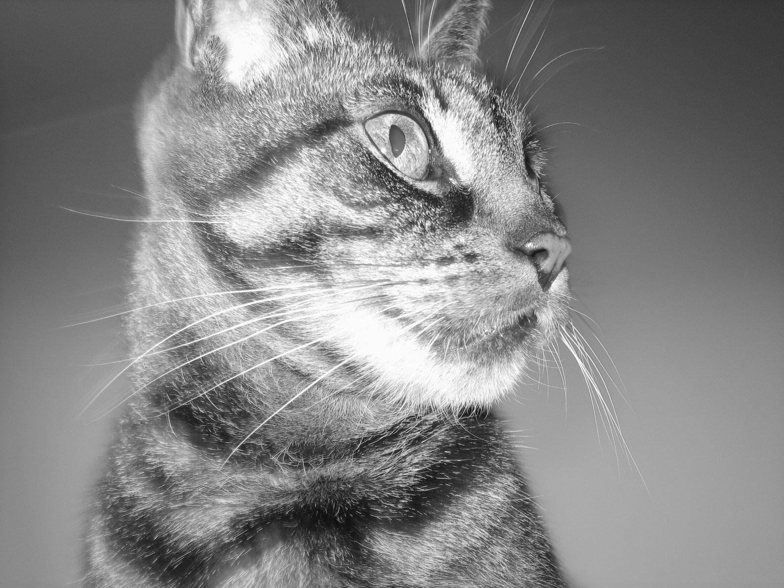 a close up s of a cat's head and eyes